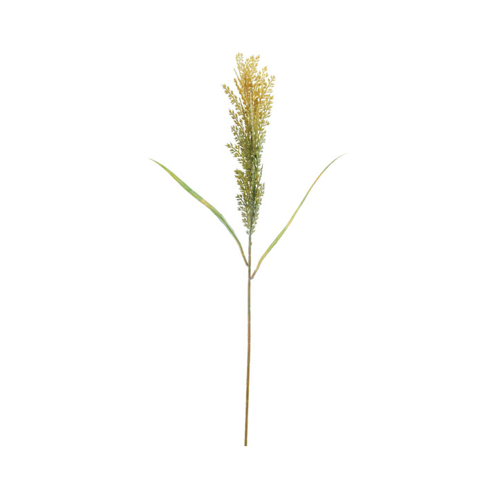 カラーパンパス