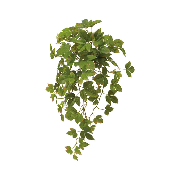 シサスアイビーブッシュ