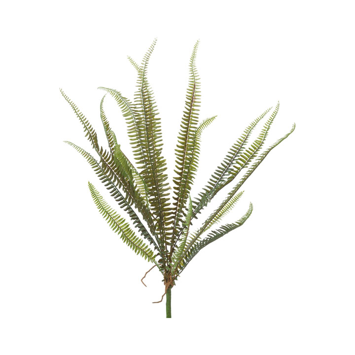 ボストンファーンロングブッシュ