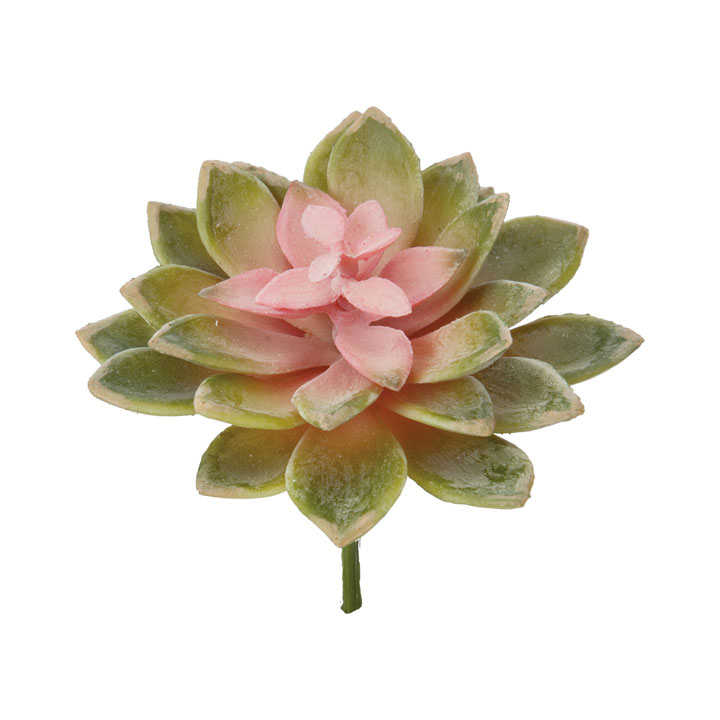 エケベリアピック