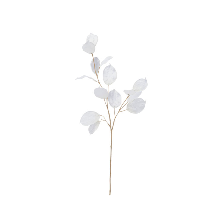 ルナリアシード