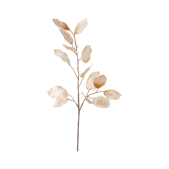 ルナリアシード