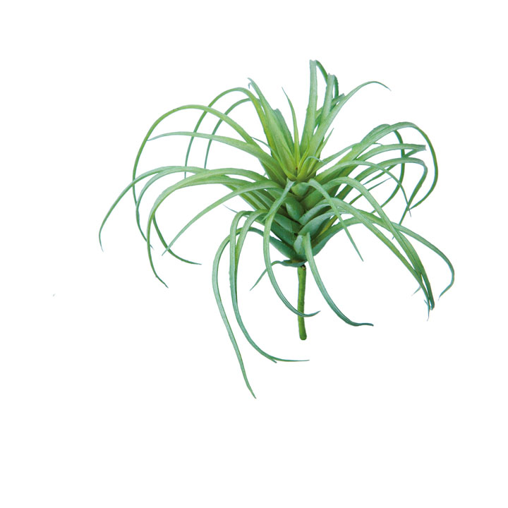 チランジアピック