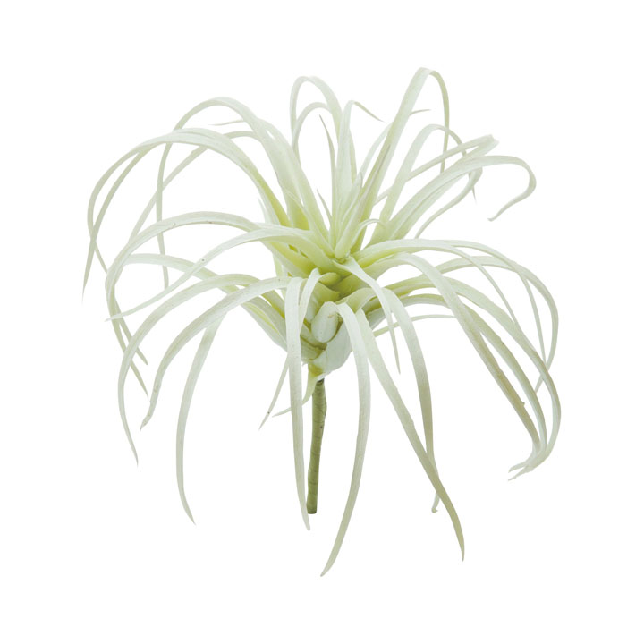 チランジアピック