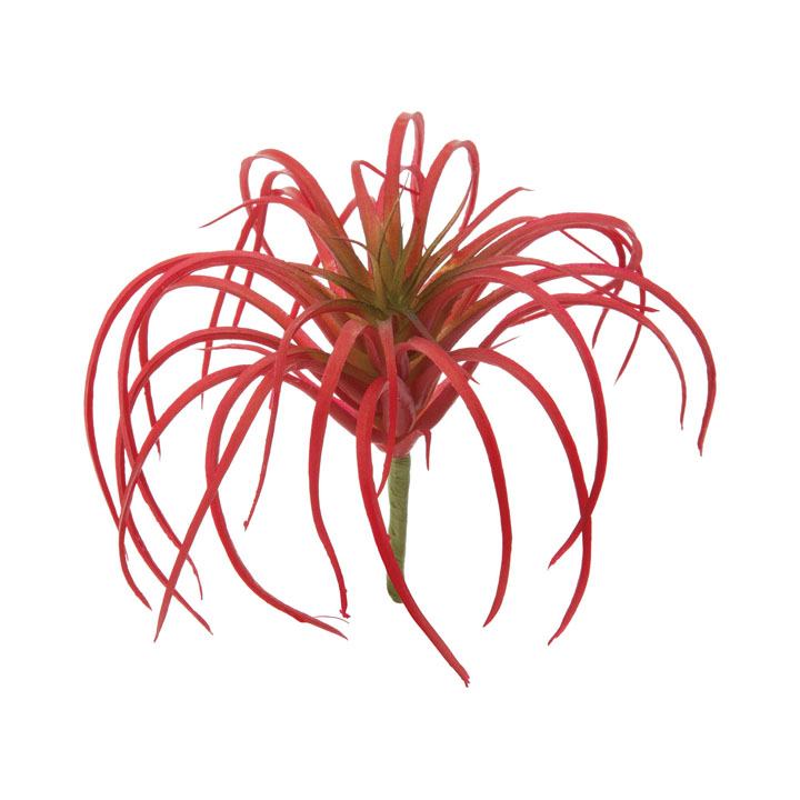 チランジアピック