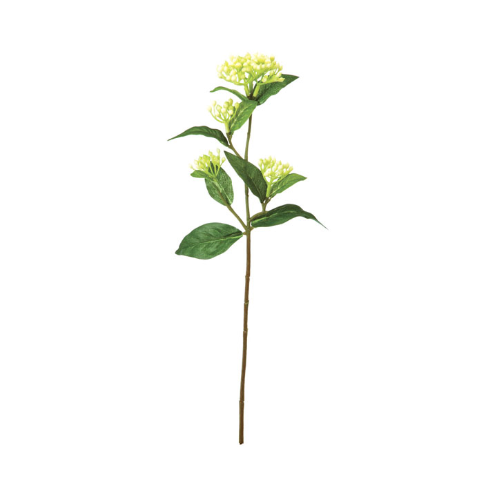 ビバーナムティナス