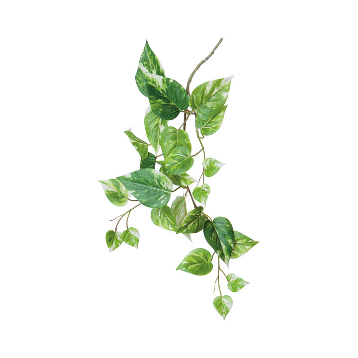 マーブルポトススプレー