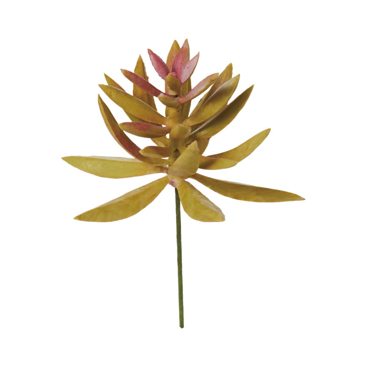 ベンケイソウカクタスピック