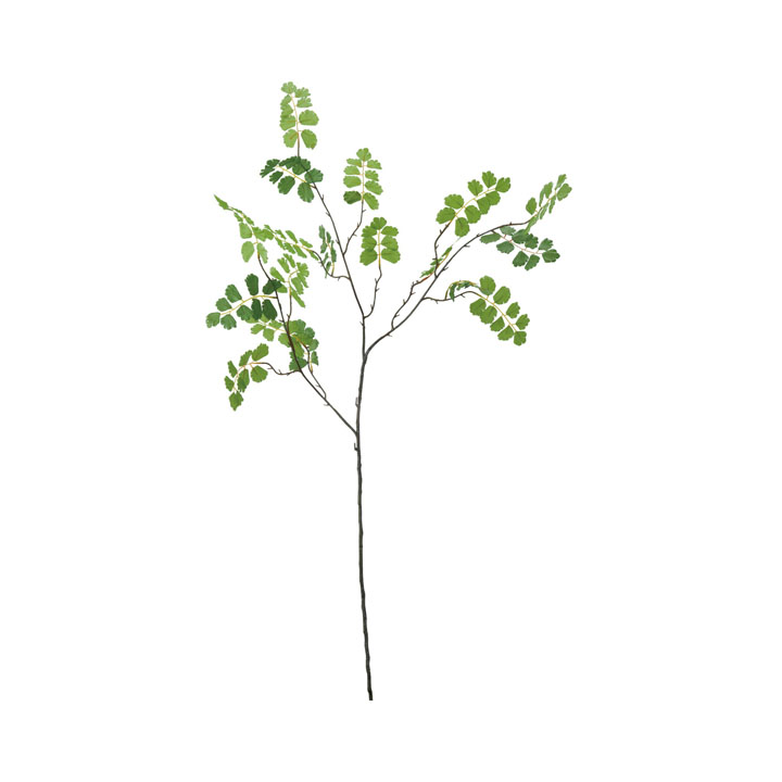 アジアンタムスプレー