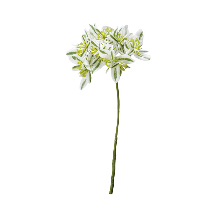 ユーフォルビア