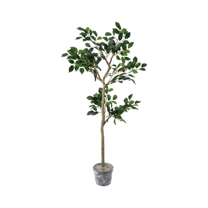 ジョイントベンジャミンツリーセット