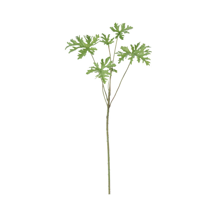 ローズゼラニウムリーフスプレー