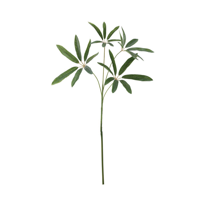 シェフレラアンガスティフォリアスプレー