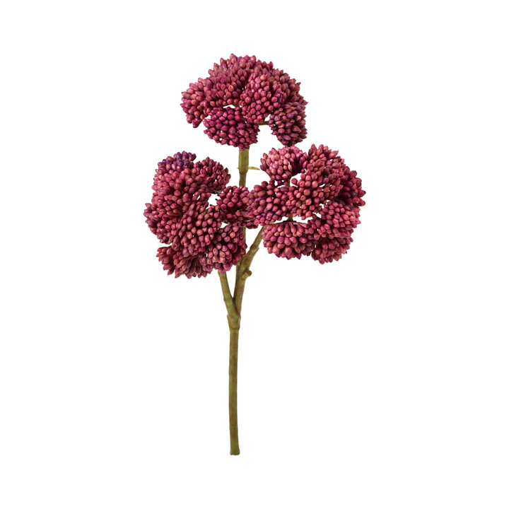 オランダセダムピック