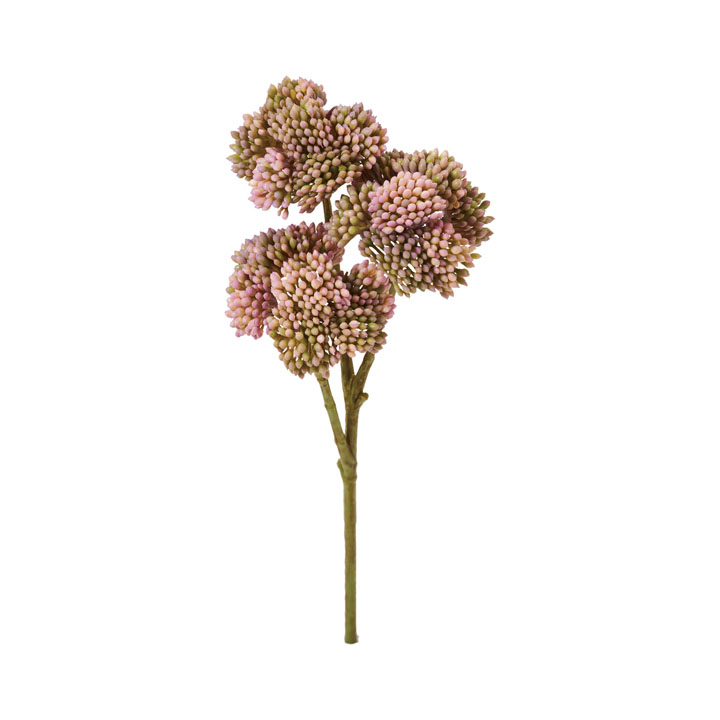 オランダセダムピック