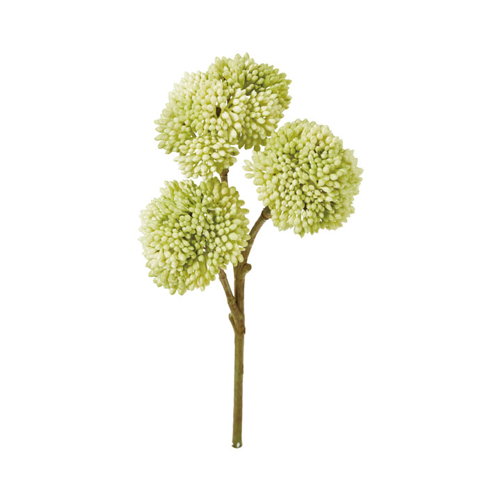 オランダセダムピック