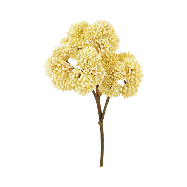 オランダセダムピック