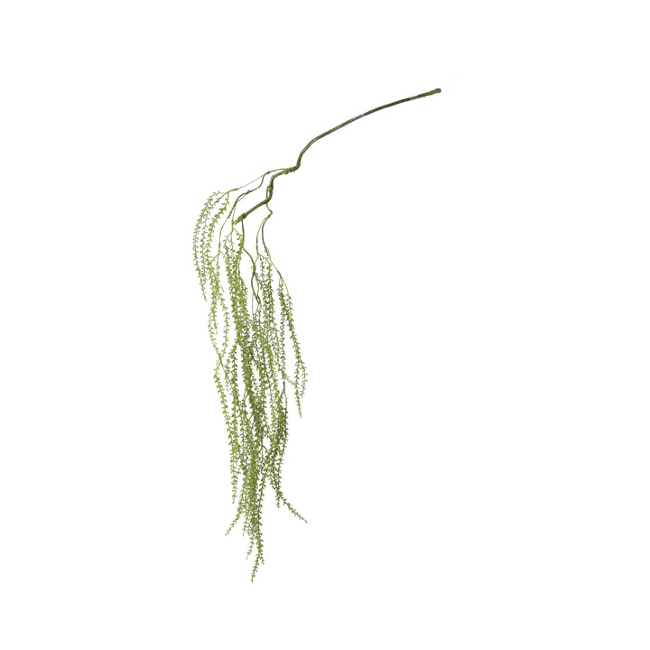 ウィロースプラウトブランチ