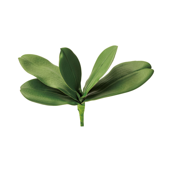 コチョウランリーフ L