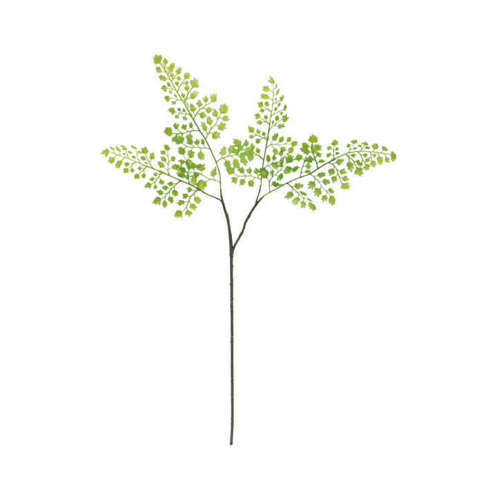 アジアンタムスプレー