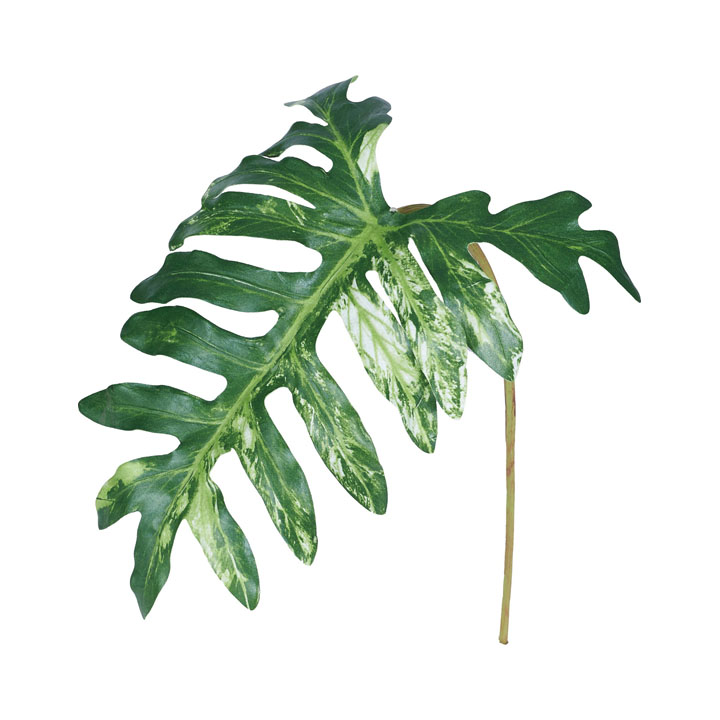 マーブルフィロリーフ