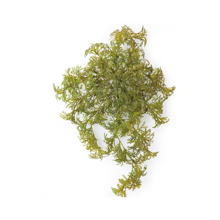 フィンランドモス