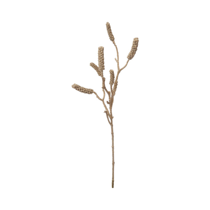 ドライカリステモンブランチ