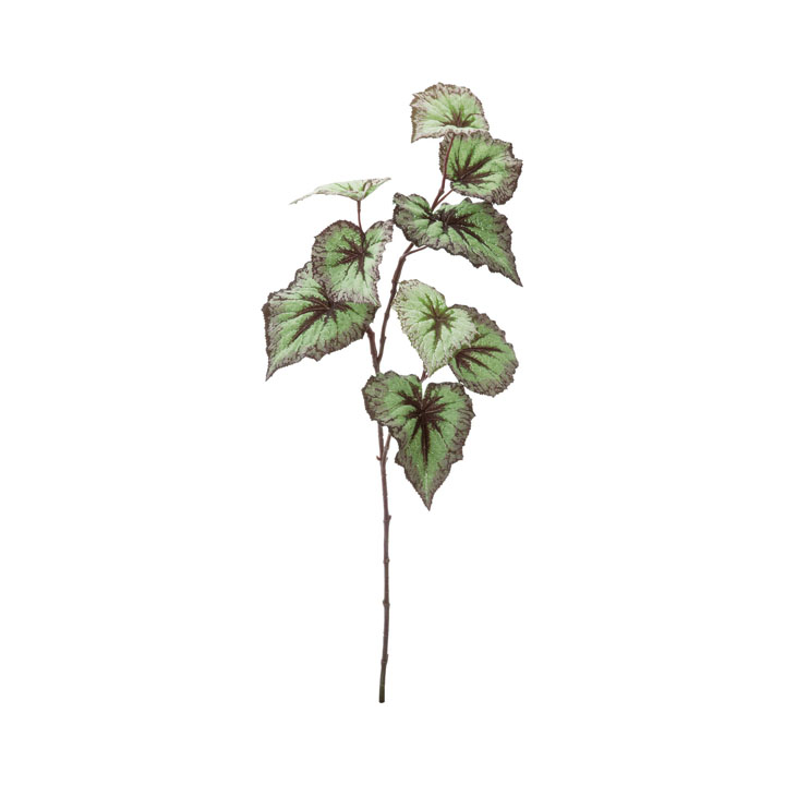 レックスベゴニアリーフスプレー