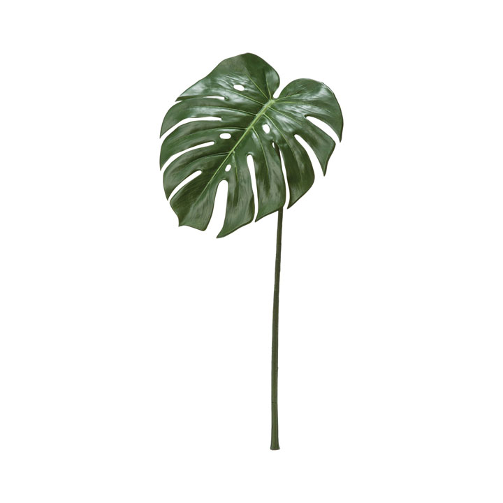 モンステラリーフM