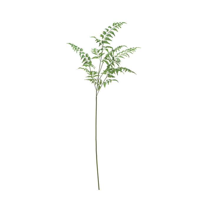 ロングシダーブッシュ