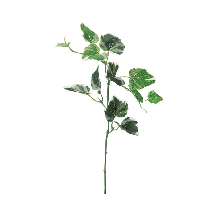 イングリッシュアイビーショート