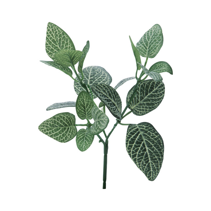 ミニフィトニアブッシュ