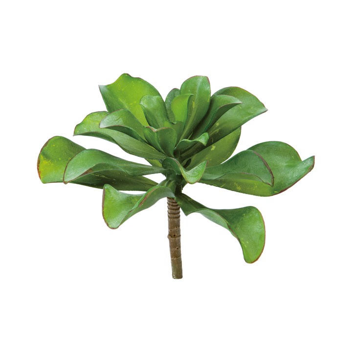 クラシュラピック