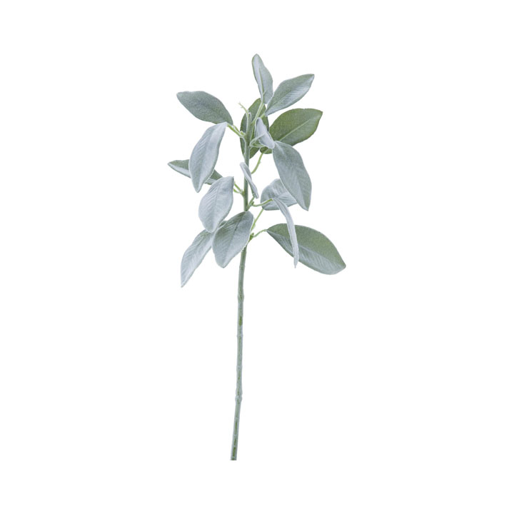 ラムズイヤーショート