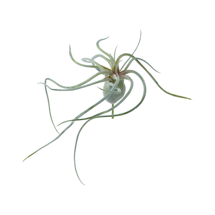 スパイダーチランジア