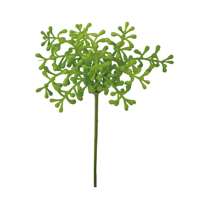 サキュレントベリーピック