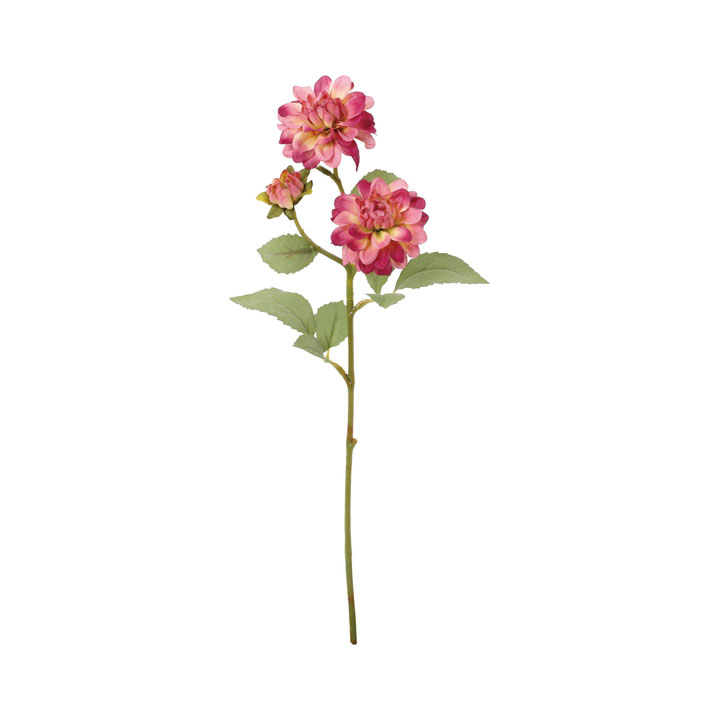 クレールダリアスプレー