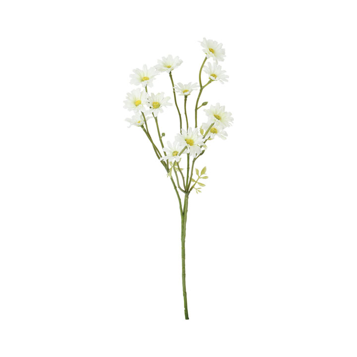 コンフォートデイジースプレー