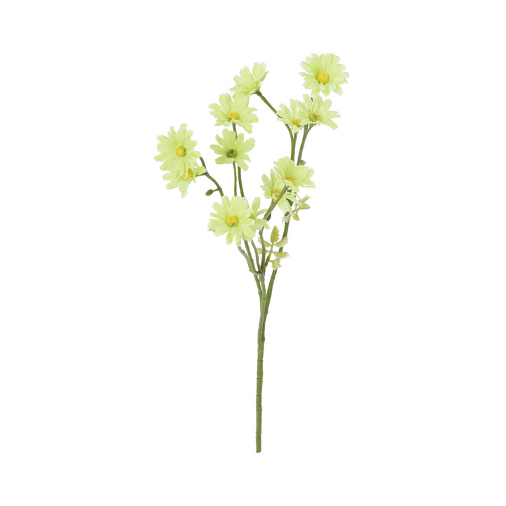 コンフォートデイジースプレー