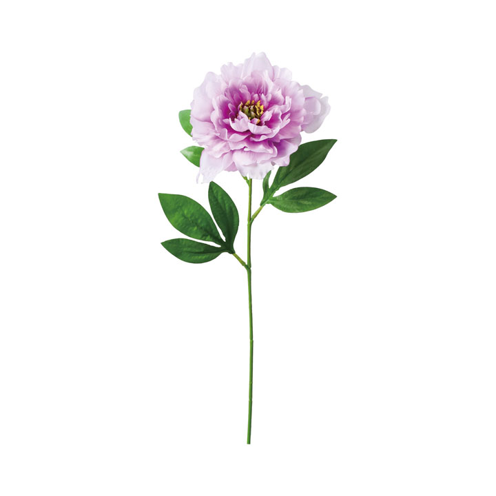 コンフォートピオニー