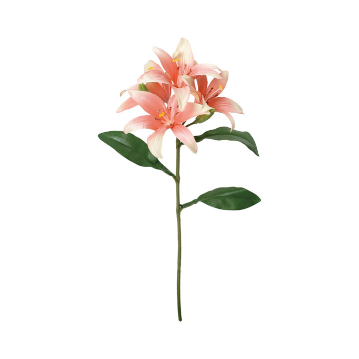 コンフォートリリー