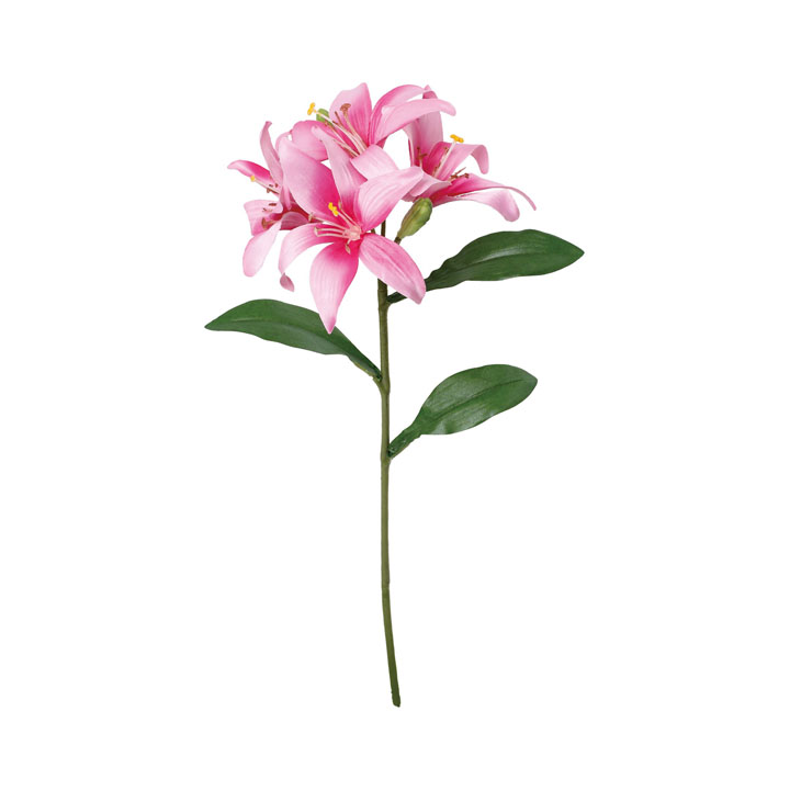 コンフォートリリー