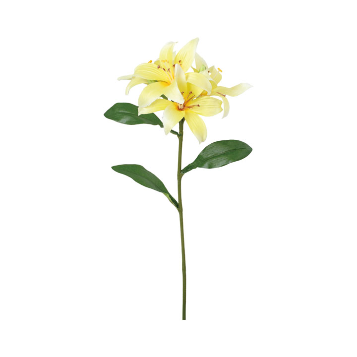 コンフォートリリー