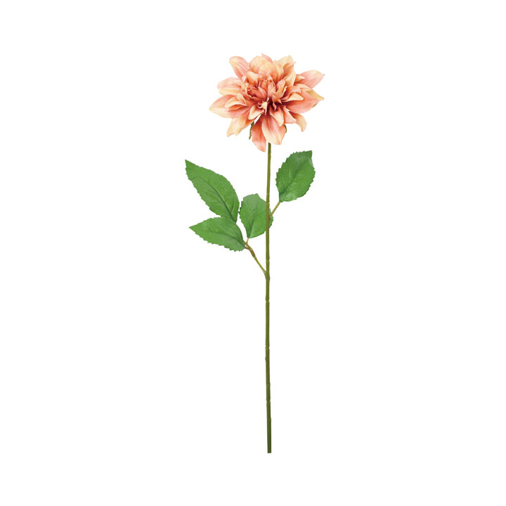 コンフォートガーネットダリア