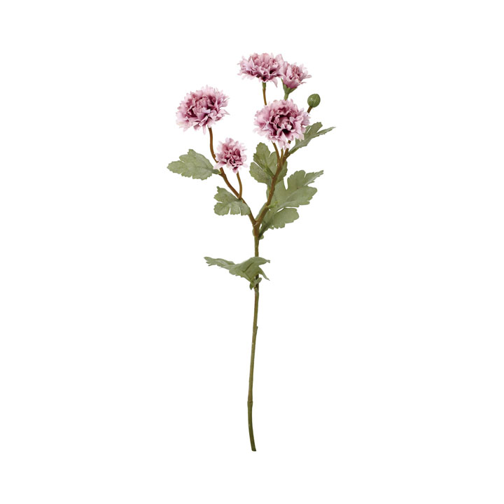 クレールジニアスプレー