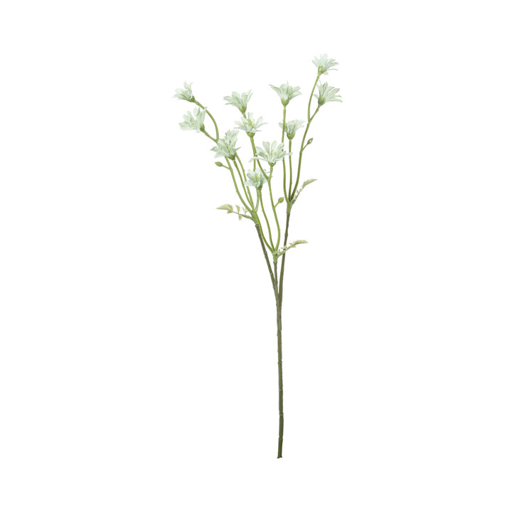 コンフォートデイジースプレー