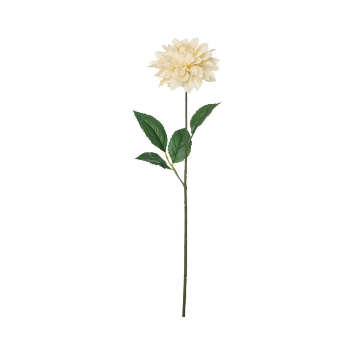 コンフォートダリア