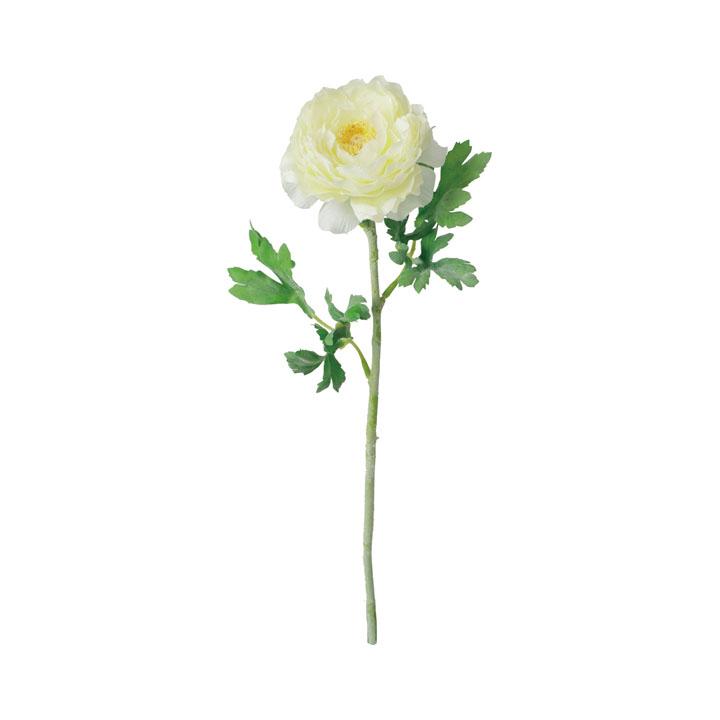 シングルラナンキュラス