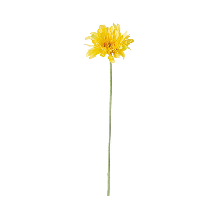 パスタシングルガーベラ