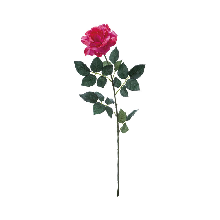 キングサテンローズ